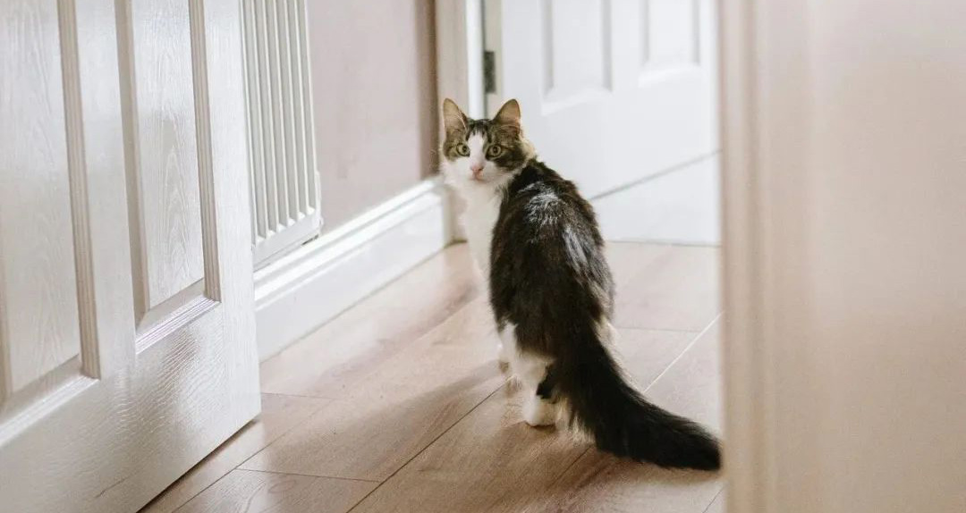 分享！怎么制止猫开旋转把手的门？